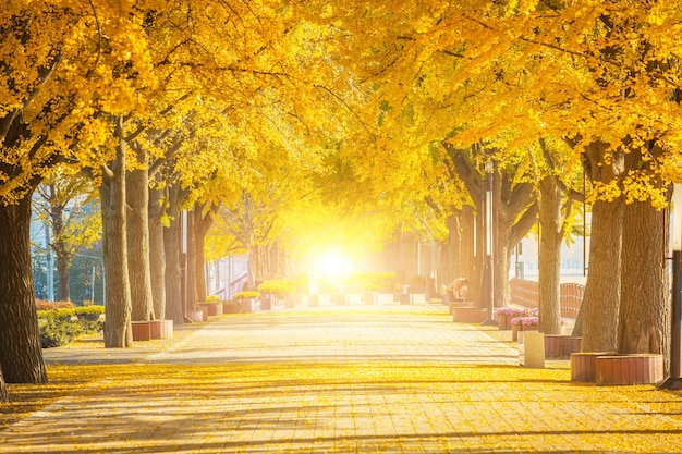 Herbstlicher Ginkgobaumtunnel am Morgen mit gelben Blättern neben dem Gokkyocheon Creek in der Nähe von Asansi Korea