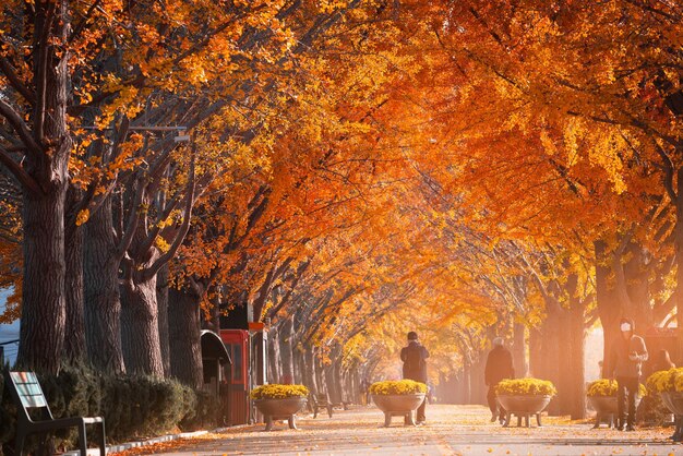 Herbstlicher Ginkgobaumtunnel am Morgen mit gelben Blättern neben dem Gokkyocheon Creek in der Nähe von Asansi Korea