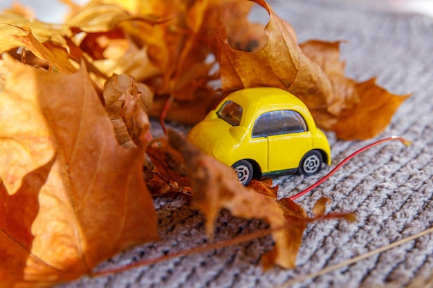 Herbstlicher Hintergrund gelbes Spielzeugauto und getrocknete orange Herbstahornblätter auf grauem Strickpullover danke ...