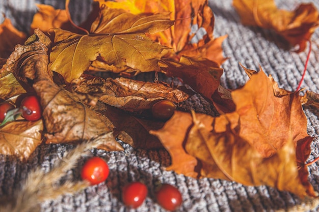 Herbstlicher Hintergrund Gelbes Spielzeugauto und getrocknete orange Herbstahornblätter auf grauem Strickpullover Thanksgiving-Banner Kopierraum Hygge-Stimmung Kaltwetter-Lieferkonzept Hallo Herbstreise