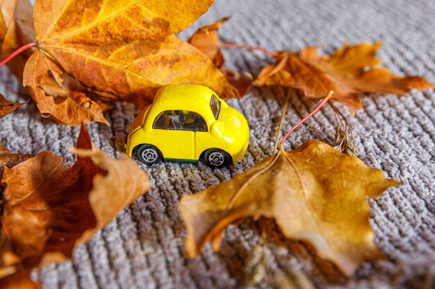 Herbstlicher Hintergrund. Gelbes Spielzeugauto und getrocknete orangefarbene Ahornblätter auf grauem Strickpullover. Thanksgiving-Banner-Kopienraum. Hygge Stimmung kaltes Wetter Lieferkonzept. Hallo Herbstreise.