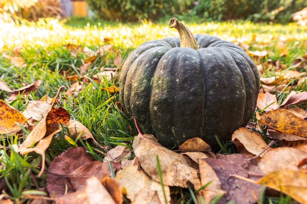 Foto herbstlicher hintergrund herbstherbstkürbis auf getrockneten herbstblättern gartenhintergrund im freien oktober septe