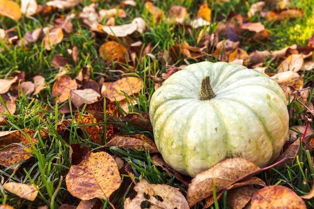 Herbstlicher Hintergrund Herbstherbstkürbis auf getrockneten Herbstblättern Gartenhintergrund im Freien Oktober Septe