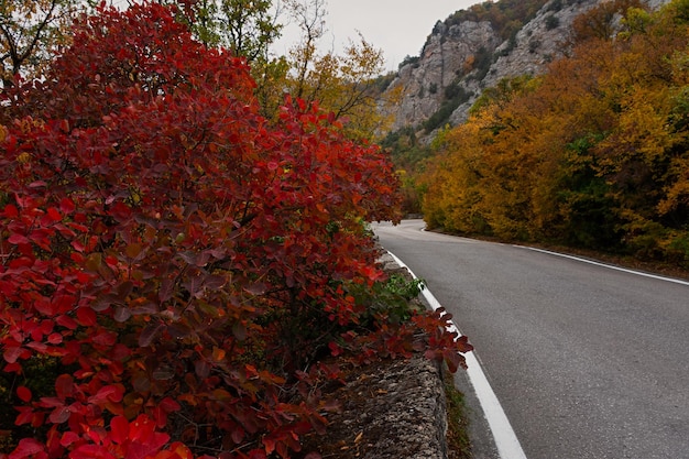 Herbstlicher Hintergrund. Roter Cotinus coggygria wächst entlang der Straße. Das Konzept der Herbstreisen