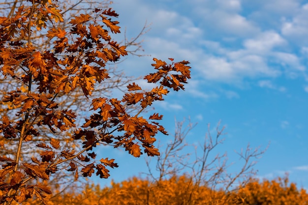 Herbstlicher Hintergrund. Zweige mit goldenen Blättern gegen den blauen Himmel