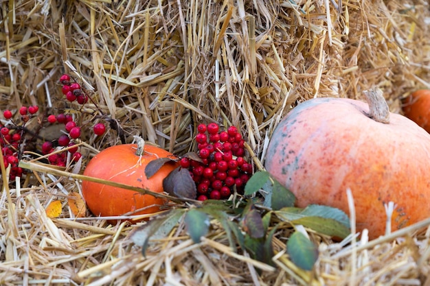 Herbstlicher Kürbis, Stroh und Vogelbeere. Thanksgiving und Halloween-Feier. Traditionelle saisonale Dekoration.