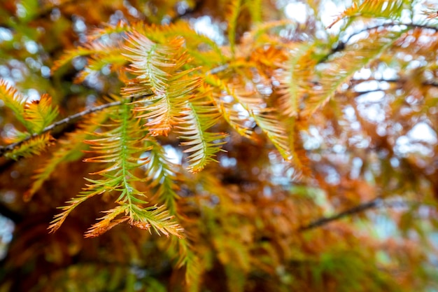 Herbstlicher Lärchenwald Lärchenblätter färben sich rot