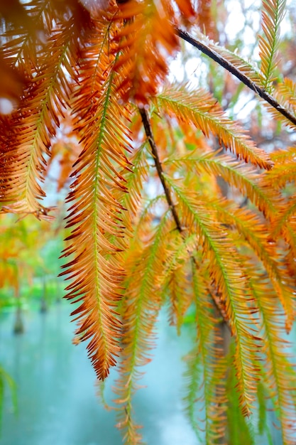 Herbstlicher Lärchenwald Lärchenblätter färben sich rot