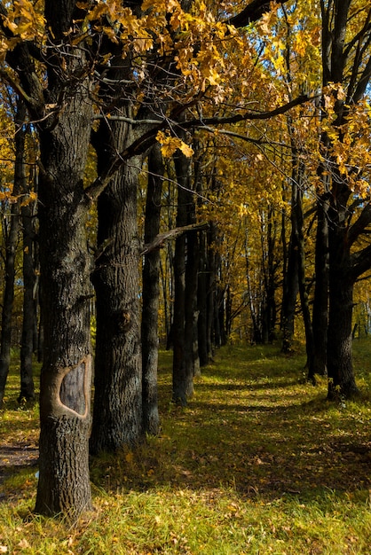 Herbstlicher Park mit gelben Blättern