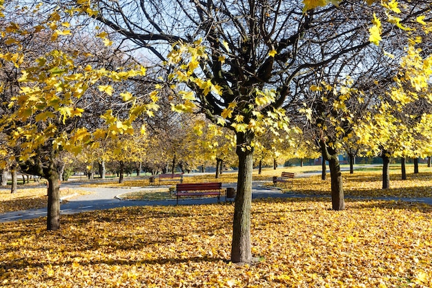 Herbstlicher Stadtpark mit Wegen, die mit gelben Blättern übersät sind.