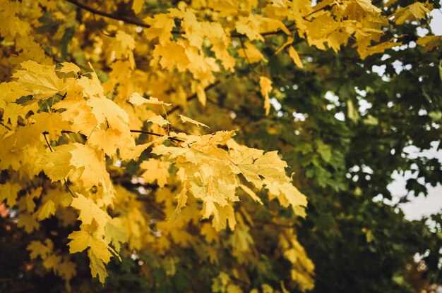 Herbstlicher Stadtpark oder Wald am sonnigen Herbsttag. Zweige von Ahornbäumen mit orange fallenden Blättern. gutes Wetter