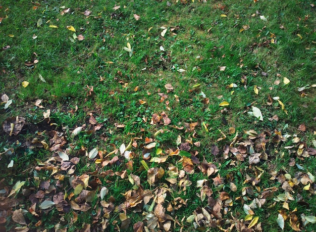 Herbstlicher Stadtpark-Rasenhintergrund