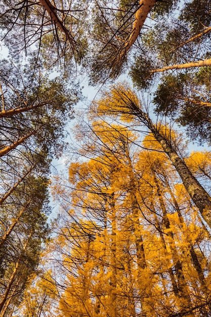 Herbstlicher Wald mit hohen gelben Lärchen