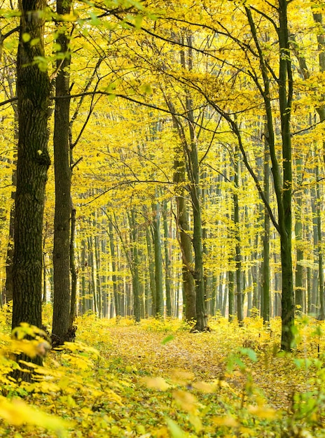 Herbstlicher Wald mit Sonnenstrahlen