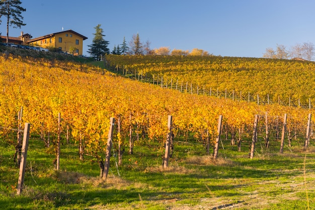 Herbstlicher Weinberg