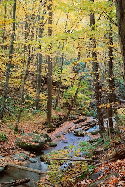 Herbstliches Ahornholz