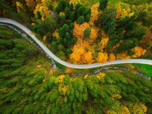 Herbstliches Laub im Wald und kurvenreiche Straßendrohnenluftaufnahme