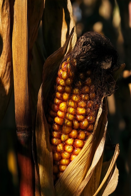 Herbstliches welkes Maisfeld mit Maiskolben