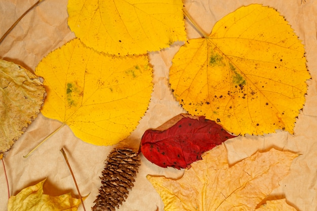 Herbstmodell mit gelben, roten Blättern. Tannenzapfen und ein weißes Blatt Papier für die Inschrift.