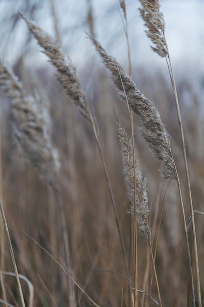 Herbstnatur Trockenes Gras natürlicher Hintergrund Sonnenuntergang auf dem Feld Ruhiger und natürlicher Hintergrund