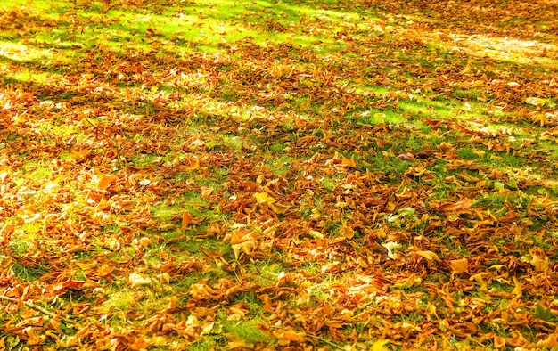 Herbstnaturszenenhintergrundblätter und -bäume draußen