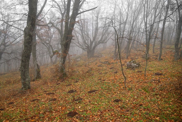 Herbstnebelwald mit abgefallenen Blättern.