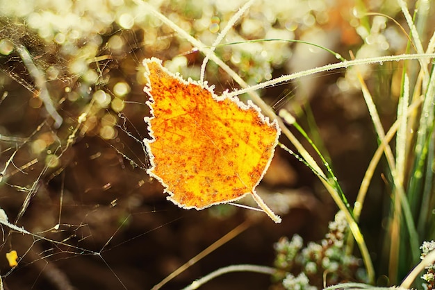 Herbstorange gefrorenes Blatt in einem lebendigen Hintergrund des natürlichen Falls des Netzes