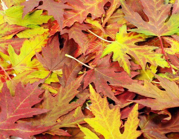 Herbstorangenblätter