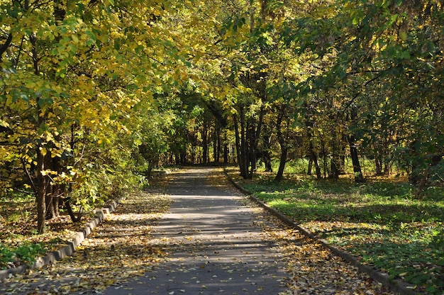 Herbstpanorama des Parks. Es gibt gelbe Blätter in der Parkgasse. Blätter fielen von den Bäumen.