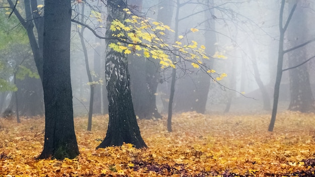 Herbstpark an einem nebligen Morgen mit gelben Bäumen und abgefallenen Blättern auf dem Boden