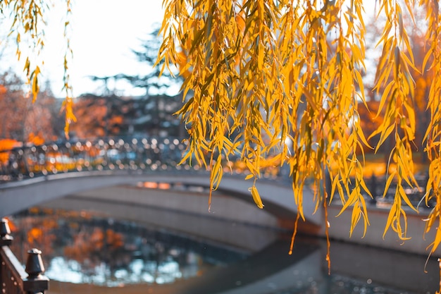 Herbstpark an einem sonnigen Tag Eine Brücke über einen Teich und gelbes Weidenlaub Selektiver Fokus