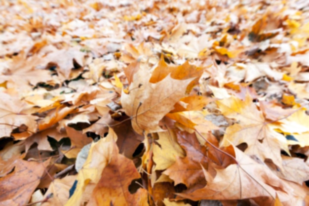 Herbstpark bewölkt