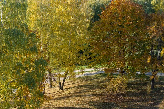 Foto herbstpark gelbe bäume im frühen herbst