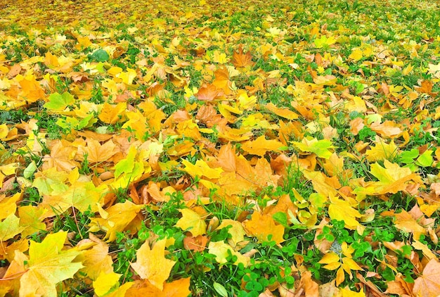 Herbstpark in abgefallenen Blättern
