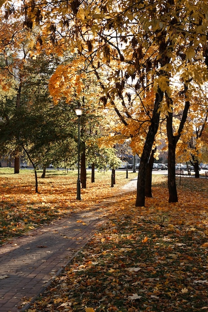 Herbstpark in der Stadt im Sonnenschein im Oktober