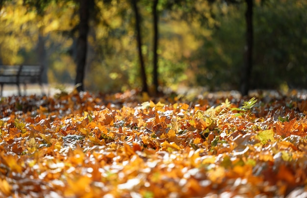 Herbstpark mit Bäumen und Büschen, gelben Blättern am Boden und an den Ästen. Idyllische Szene