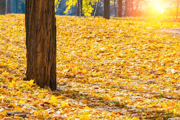 Herbstpark mit Bäumen und orangefarbenem Laub