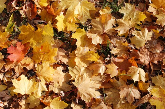 Herbstpark mit Blättern