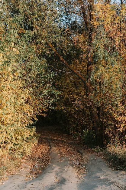 Herbstpark mit gelben Blättern an einem sonnigen Tag