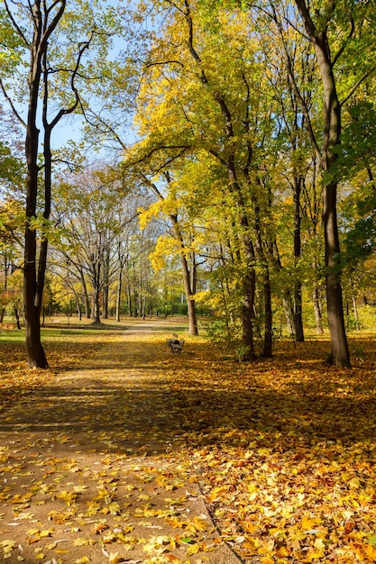 Herbstpark mit goldenen Blättern am sonnigen Tag