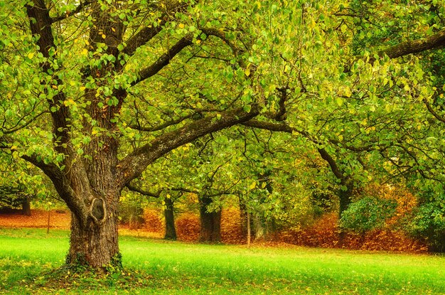 Herbstpark mit herrlichem grünem Baum und natürlichem saisonalem Hintergrund der Wiese