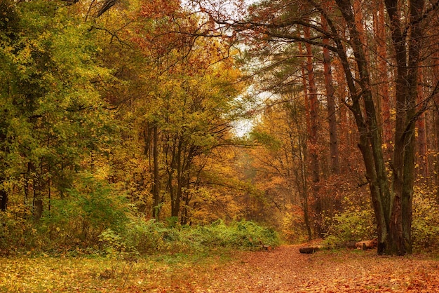 Herbstpark mit orangefarbenen und roten Bäumen natürlicher saisonaler Hipster-Hintergrund