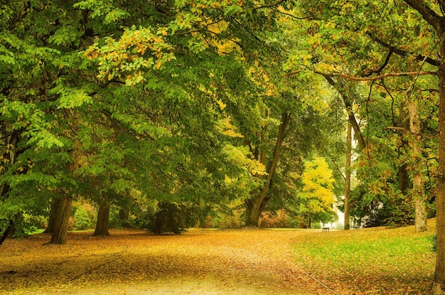 Herbstpark mit Orangenbäumen und leere Gasse natürlichen saisonalen Hipster-Hintergrund