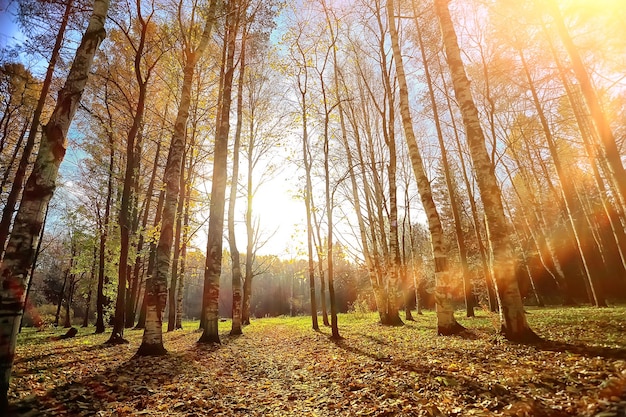 Herbstpark Sonnenlandschaft / saisonale Herbstlandschaft in einem gelben Park, Sonnenstrahlen bei Sonnenuntergang im Oktober