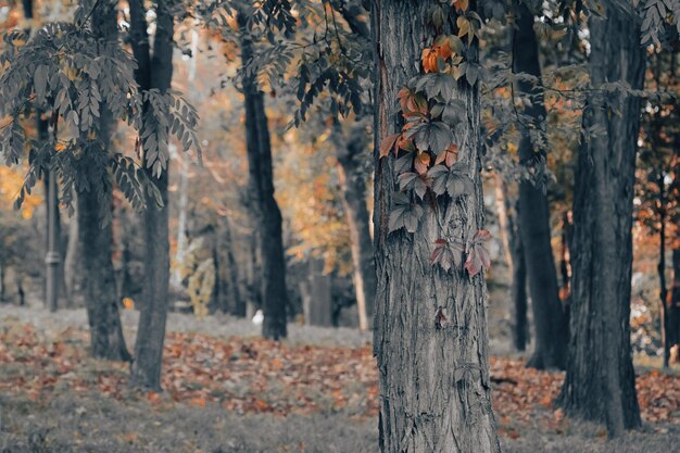 Herbstpark. Sturz in den Wald. Landschaft in zurückhaltenden Farben. Herbstlicher Hintergrund. Orange und grau.