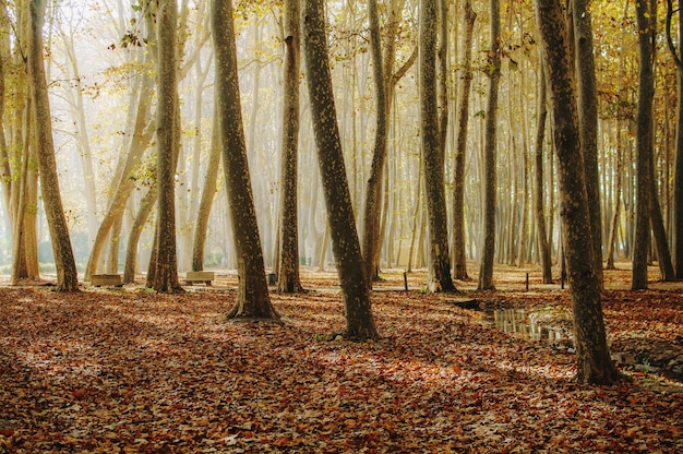 Herbstpark von Platanen in den Strahlen des Sonnenuntergangs