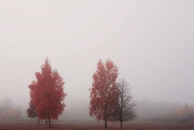 Herbstpark