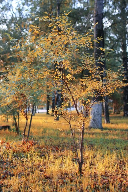 Herbstparkblattsonne