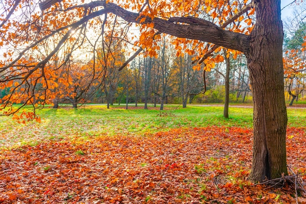 Herbstparkwald und Herbstbaum