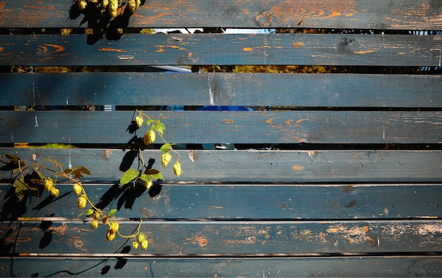 Herbstpflanzen, die durch Holzplankenhintergrund kommen